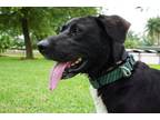 Adopt Gator a Labrador Retriever / Mixed dog in Corpus Christi, TX (34684170)