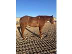 Gentle for Anyone Ranch/Trail Gelding