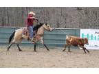 Buckskin, Ranch, Trails, Reining, Do It All, Family Horse!