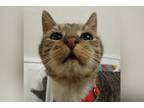 Adopt Pip a Brown Tabby Domestic Shorthair / Mixed cat in New York