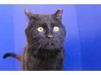 Adopt Astro a All Black Domestic Shorthair (short coat) cat in Powell