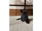 Adopt Eliza a All Black Domestic Shorthair (short coat) cat in Houston