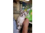 Adopt Pepa a Gray or Blue Siamese (short coat) cat in Newport, TN (34683931)