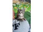 Adopt Bruno a Gray, Blue or Silver Tabby Domestic Shorthair (short coat) cat in