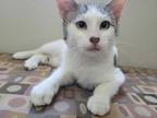 Adopt Yogi a White Domestic Shorthair / Domestic Shorthair / Mixed cat in