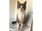 Adopt Claud a Gray or Blue Domestic Shorthair / Domestic Shorthair / Mixed cat