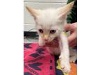 Adopt Panama a Cream or Ivory Domestic Shorthair / Domestic Shorthair / Mixed