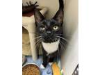 Adopt Teddy a All Black Domestic Shorthair / Domestic Shorthair / Mixed cat in