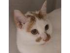 Adopt Olivia a White Domestic Shorthair / Domestic Shorthair / Mixed cat in
