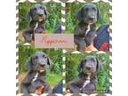 Adopt Pepperoni a Black - with White Great Dane / Mixed Breed (Large) / Mixed