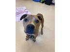 Adopt Clementine a Tan/Yellow/Fawn American Pit Bull Terrier / Mixed dog in