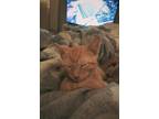 Adopt Benito a Orange or Red Burmese / Mixed (short coat) cat in Smyrna