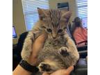 Adopt CULLEN a Gray, Blue or Silver Tabby Domestic Shorthair / Mixed (short