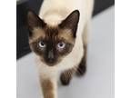 Adopt a Brown or Chocolate (Mostly) Siamese / Mixed (short coat) cat in