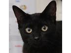 Adopt a Black (Mostly) Domestic Shorthair / Mixed (short coat) cat in