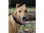Adopt Candy a Tan/Yellow/Fawn Greyhound / Mixed dog in Ware, MA (34683742)