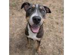 Adopt 50143052 a Gray/Blue/Silver/Salt & Pepper American Pit Bull Terrier /