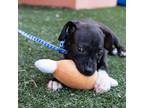 Adopt 50140785 a Black Boxer / Terrier (Unknown Type, Small) / Mixed dog in San