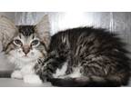 Adopt 37122 - Marissa a Domestic Mediumhair / Mixed cat in Ellicott City