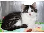 Adopt 37123 - Marcus a Domestic Mediumhair / Mixed cat in Ellicott City