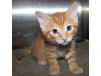 Adopt 37214 - Omar a Domestic Shorthair / Mixed cat in Ellicott City