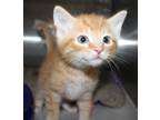 Adopt 37215 - Oliver a Domestic Shorthair / Mixed cat in Ellicott City