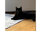 Adopt Bombo a All Black Domestic Shorthair / Mixed (short coat) cat in