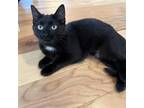 Adopt Flurry a All Black Domestic Shorthair / Mixed (short coat) cat in