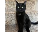 Adopt Blizzard a All Black Domestic Shorthair / Mixed (short coat) cat in