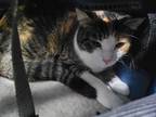 Adopt TCHALLA JONES a Calico or Dilute Calico Domestic Shorthair / Mixed (short