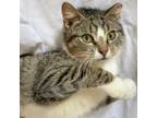 Adopt Takis Moore a Brown Tabby Domestic Shorthair / Mixed cat in Brooklyn