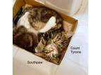 Adopt Southpaw & Count Tyrone a Brown Tabby Domestic Shorthair / Mixed cat in