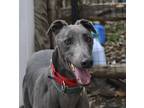 Adopt Poldark a Gray/Blue/Silver/Salt & Pepper Greyhound / Mixed dog in Ware