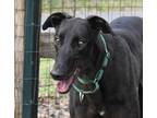 Adopt Townie a Black Greyhound / Mixed dog in Ware, MA (34683696)