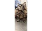 Adopt Tumblefuzz a All Black Maine Coon / Domestic Shorthair / Mixed cat in
