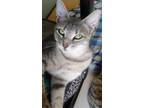 Adopt Cricket a Gray or Blue Domestic Shorthair / Domestic Shorthair / Mixed cat