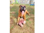 Adopt Sarg a Brown/Chocolate - with White Mastiff / Boxer / Mixed dog in