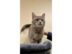 Adopt Devon a Gray or Blue (Mostly) Domestic Shorthair / Mixed (short coat) cat