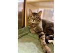 Adopt Tiger a Brown Tabby Domestic Shorthair / Mixed (short coat) cat in