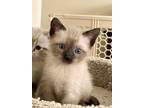 Adopt Snowflake - pending adoption a Cream or Ivory (Mostly) Oriental (short
