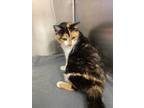 Adopt Crazy a Orange or Red Domestic Shorthair / Domestic Shorthair / Mixed cat