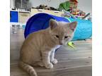 Adopt Godzilla a Cream or Ivory (Mostly) Domestic Shorthair (short coat) cat in