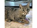 Adopt Hillary a Brown or Chocolate Domestic Shorthair / Mixed cat in Huntsville