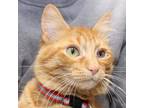 Adopt Doolittle a Orange or Red Domestic Mediumhair / Domestic Shorthair / Mixed