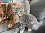 Adopt Muto a Gray, Blue or Silver Tabby Domestic Shorthair (short coat) cat in