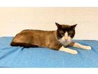 Adopt Milky Way bonded w Arnold a Orange or Red Snowshoe / Mixed cat in West