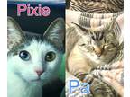 Adopt 2 colored eyes & Siamese homes a Cream or Ivory (Mostly) Siamese (short