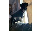 Adopt Remy a Black - with White Jack Russell Terrier / Mixed dog in