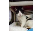 Adopt CHERRY a White (Mostly) Domestic Shorthair / Mixed (short coat) cat in
