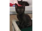 Adopt MINNIE a All Black Domestic Shorthair / Mixed (short coat) cat in